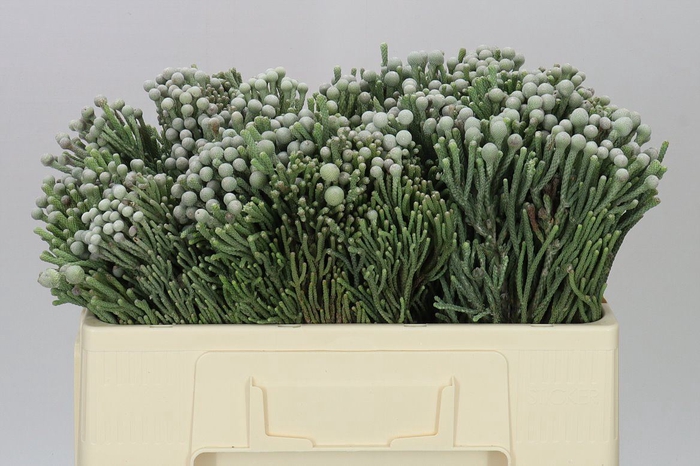 <h4>Kaaps Brunia Silver</h4>