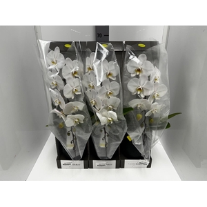 Phalaenopsis Formidablo Niagara Falls 12Ø 70cm 1st