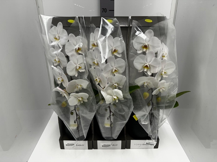 Phalaenopsis Formidablo Niagara Falls 12Ø 70cm 1st