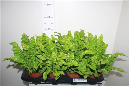 <h4>Asple Ni Crispy Wave</h4>