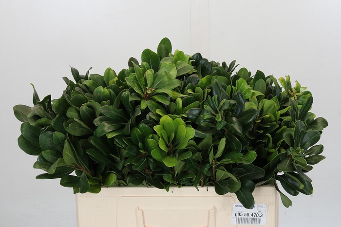 <h4>Pittosporum Nurit</h4>