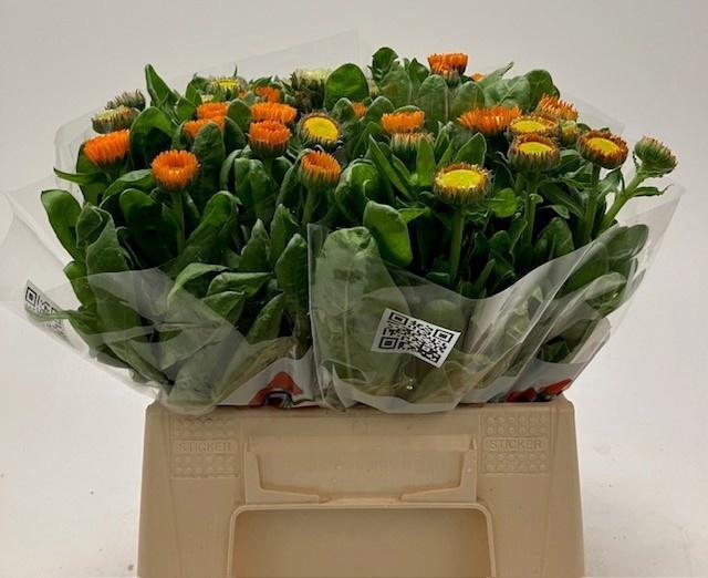 <h4>CALEND ORANGE</h4>