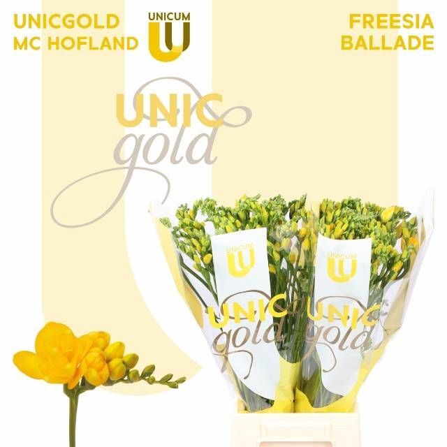 <h4>Freesia du Ballade</h4>
