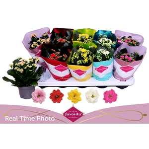 KAL GE PERF GEM 5 KL