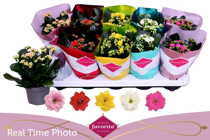 <h4>KAL GE PERF GEM 5 KL</h4>