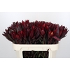 Leucadendron Saf Sunset Dark Red