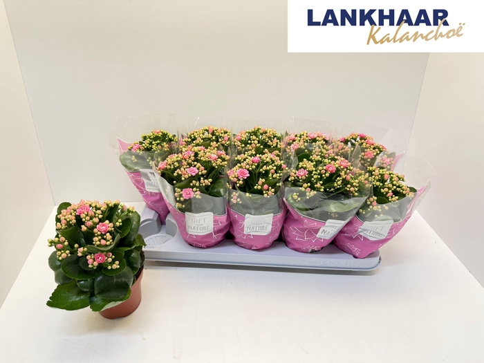 <h4>KAL GE PERFECTA PINK</h4>