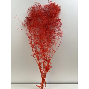 GESTABILISEERD GYPS MILLION STAR ROOD