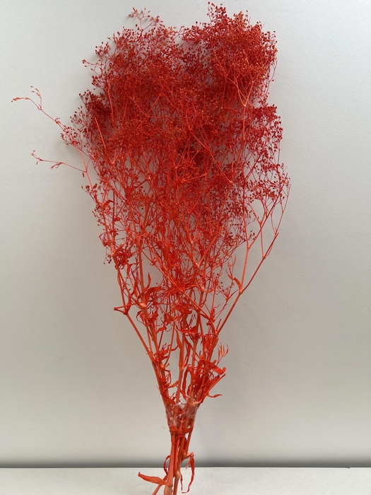 <h4>GESTABILISEERD GYPS MILLION STAR ROOD</h4>