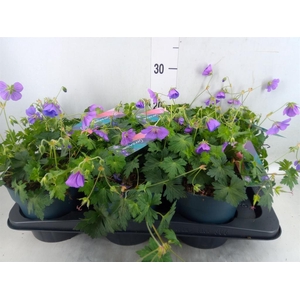 Geranium  'Bloom Me Away'