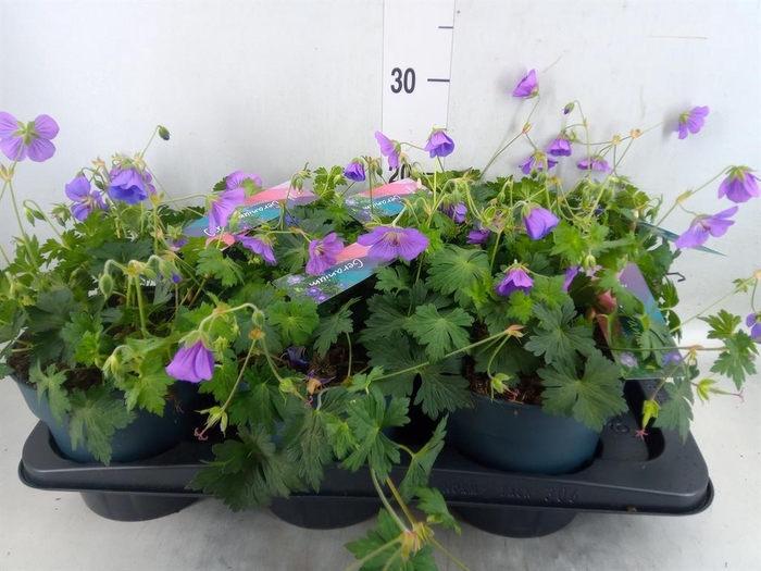<h4>Geranium  'Bloom Me Away'</h4>