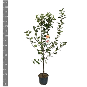 Malus d. Discovery struik