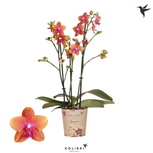 <h4>Kolibri Orchids Phalaenopsis Bolgheri 3 spike 12 cm</h4>