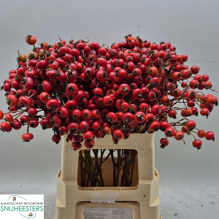 <h4>ROSA MAG DELIGHT</h4>