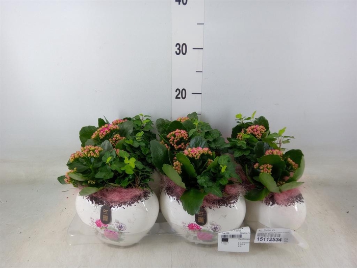 <h4>Arr.    Planten  L%</h4>