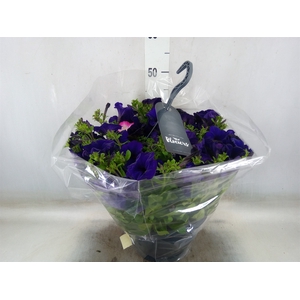 Petunia  'Surfinia'   ...