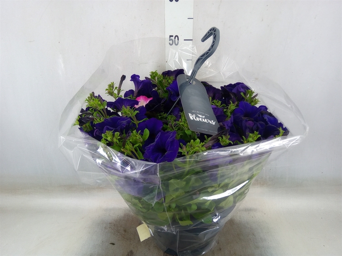 <h4>Petunia  'Surfinia'   ...</h4>