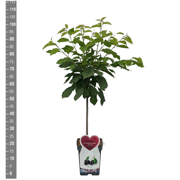 <h4>Prunus a. Grosse Schwarze Knorpelk. Patioboom</h4>