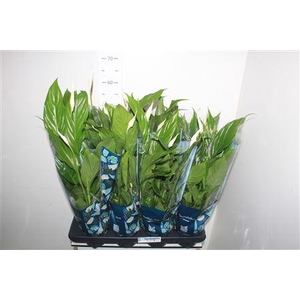 ** Spath Strauss 4+ * Autumn Promo *