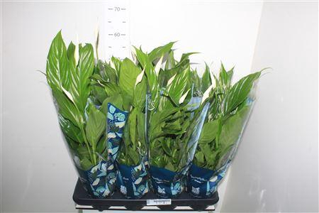 <h4>** Spath Strauss 4+ * Autumn Promo *</h4>