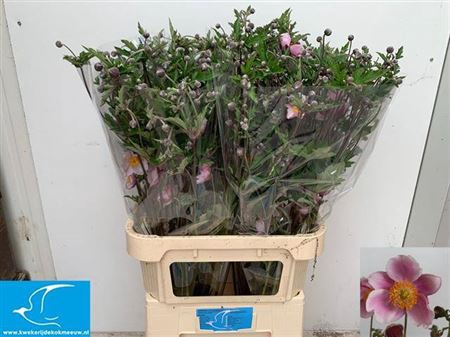 <h4>Anem Roze Extra</h4>