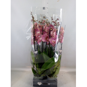 Phalaenopsis   ...
