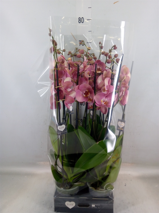 <h4>Phalaenopsis   ...</h4>