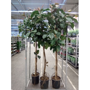 Ficus elastica 'Robusta'