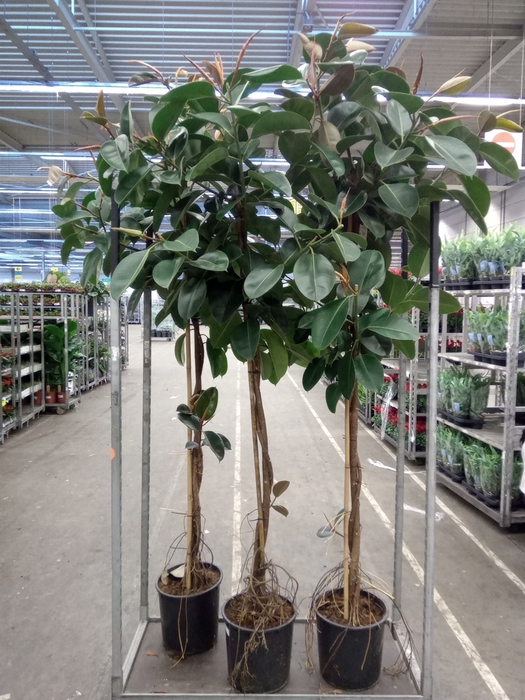 <h4>Ficus elastica 'Robusta'</h4>