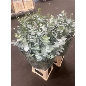 EUC CINEREA 300 GR FR