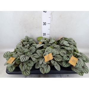 Peperomia