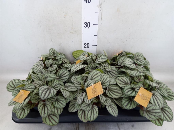 <h4>Peperomia</h4>