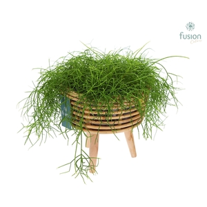 Mand rattan spiraal Hori natural op poten