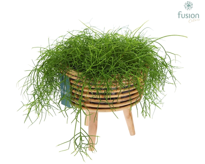 <h4>Mand rattan spiraal Hori natural op poten</h4>