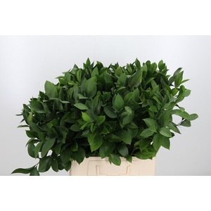 Ruscus