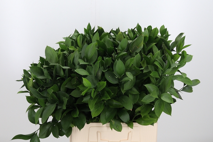 <h4>Ruscus</h4>