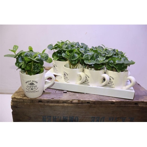 arr8 Coffea Arabica In Keramiek