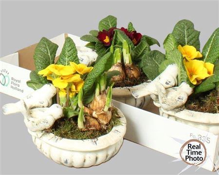 <h4>Arr Tuinplanten</h4>
