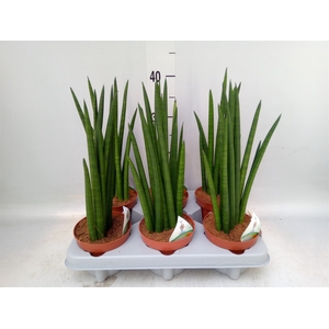 Sansevieria   ...
