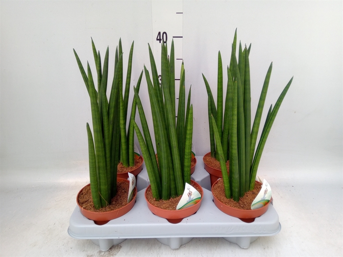 <h4>Sansevieria   ...</h4>