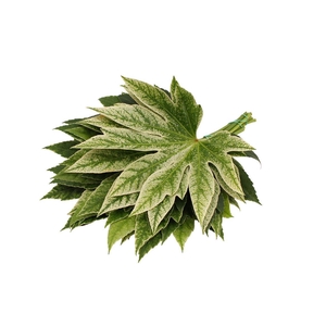 Aralia Spider ( 35 ) ( Super )