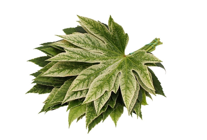 <h4>Aralia Spider ( 35 ) ( Super )</h4>