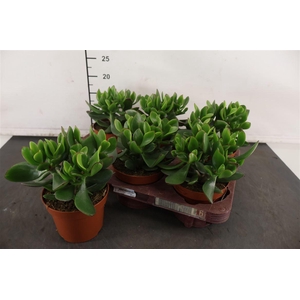 Crassula 12 Cm. P. Green Hulk