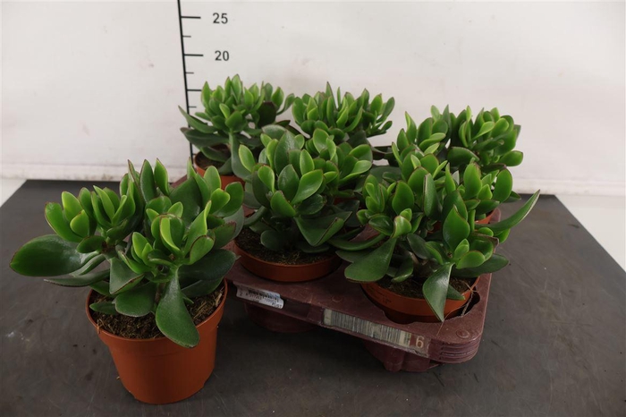 <h4>Crassula 12 Cm. P. Green Hulk</h4>