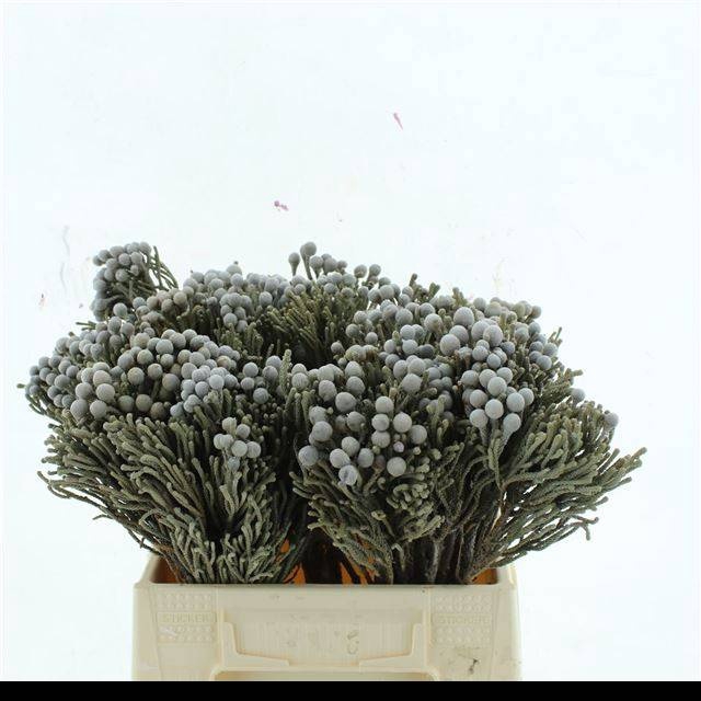 <h4>BRUN LAEVIS</h4>