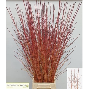 CORNUS SA WINTER BEA