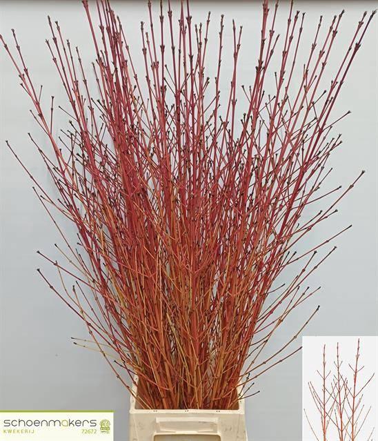 <h4>CORNUS SA WINTER BEA</h4>