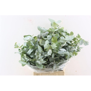 Euca Cinerea Short 150gr P Bunch