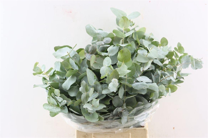 Euca Cinerea Short 150gr P Bunch