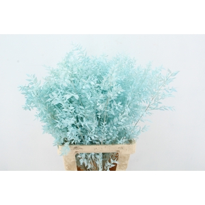 PF Ruscus 70cm Bs Light Blue